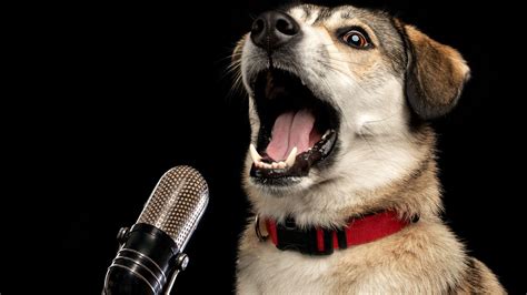 Decoding the Bark: Understanding Different Sounds Decoding the Bark: Understanding Different Sounds